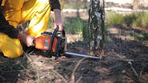 Professional  Tree Services in Meyersdale, PA